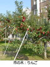 市の木：りんご